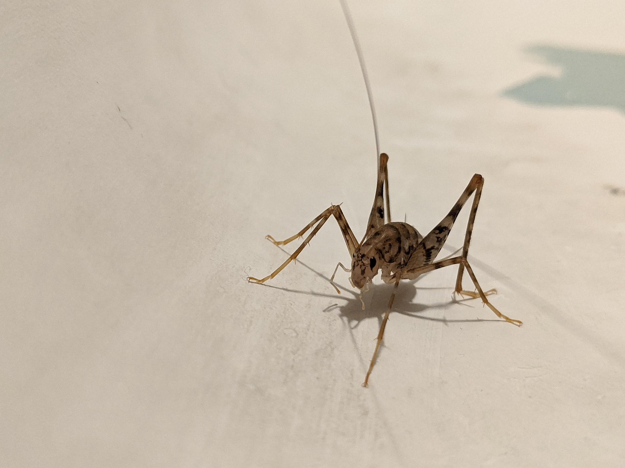 découvrez l'entomophagie, la pratique de consommer des insectes comme source de nutrition durable. explorez les avantages environnementaux et alimentaires de cette tendance émergente et apprenez à intégrer ces protéines alternatives dans votre alimentation.