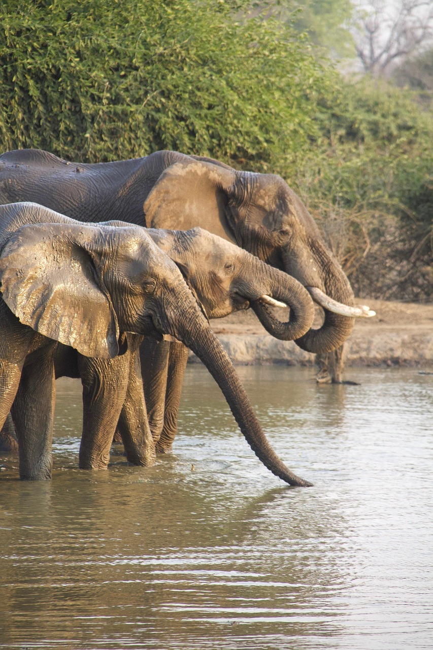 Safari en Afrique à petit budget : astuces et destinations économiques pour 2025