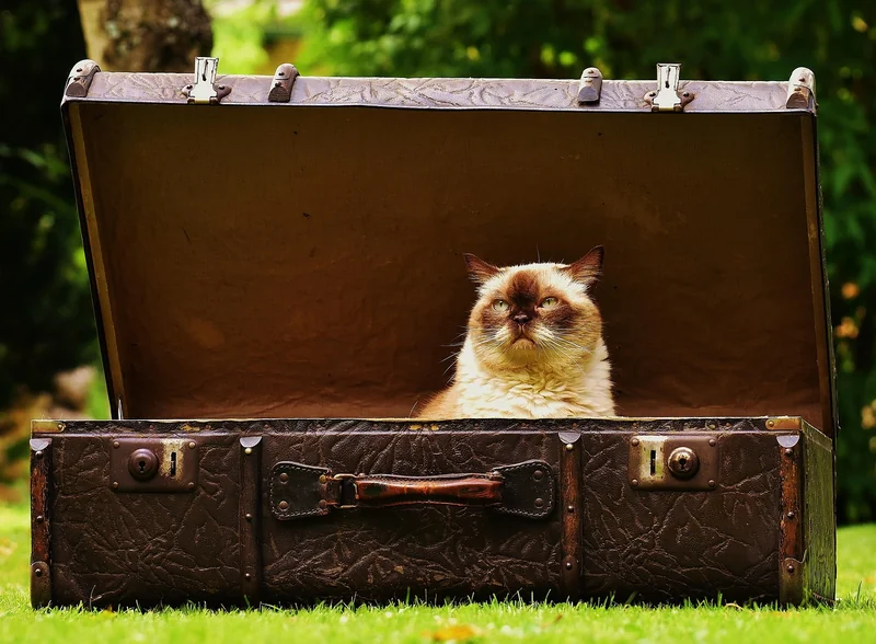 Valise rigide ou souple : le choix qui change tout