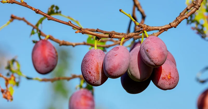 Prunes rouges, prunes bleues, Reine-Claude : est-ce que ça change quelque chose ?