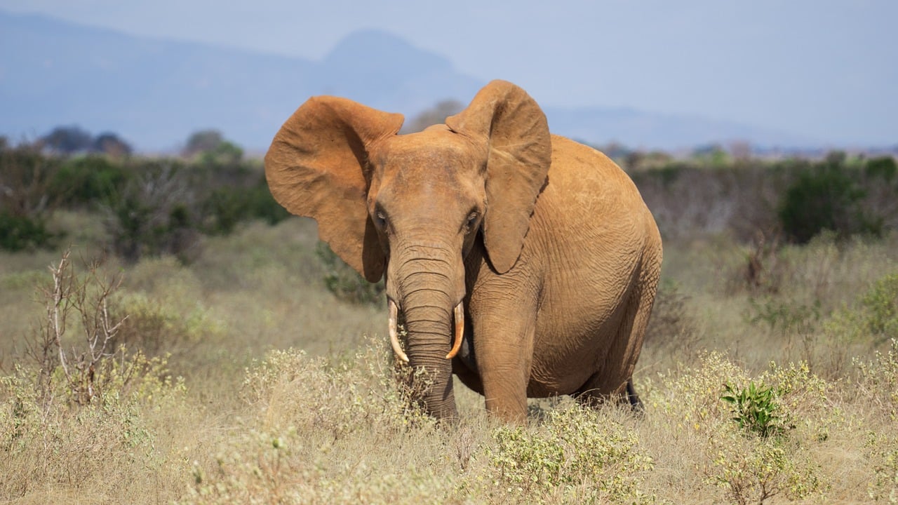 découvrez l'écotourisme : voyagez de manière responsable, explorez des destinations préservées et contribuez à la protection de l'environnement tout en vivant des expériences authentiques.
